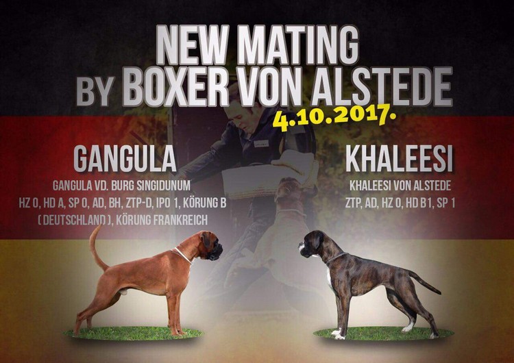 Alstede Boxer